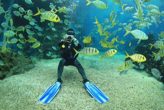 海绵宝宝寻珍宝